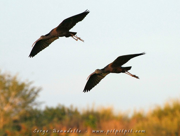 2009-01-04 17-09-48__MG_0009.JPG